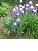 Irises I