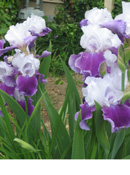Irises II