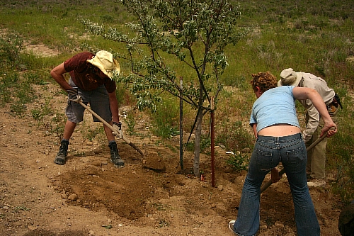 Henry, The Hun, and Cutter planting trees on the Ranch