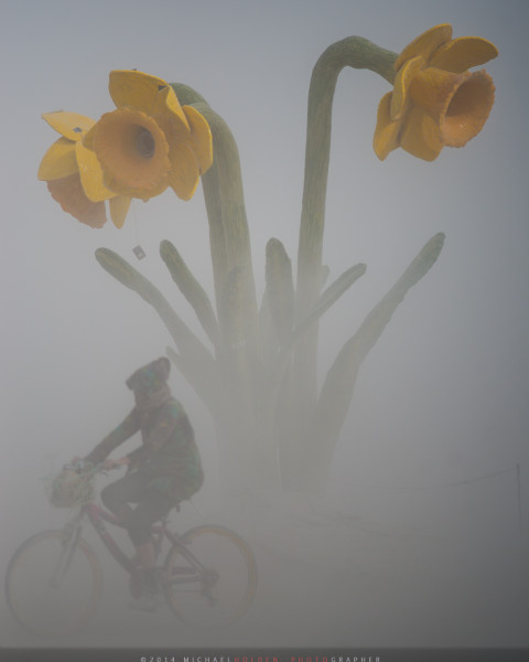 Dafodils and Cyclist in Dust Storm