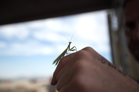 Deacon made friends with a praying mantis