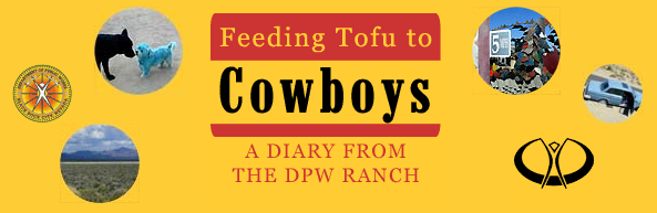 feeding_tofu_to_cowboys