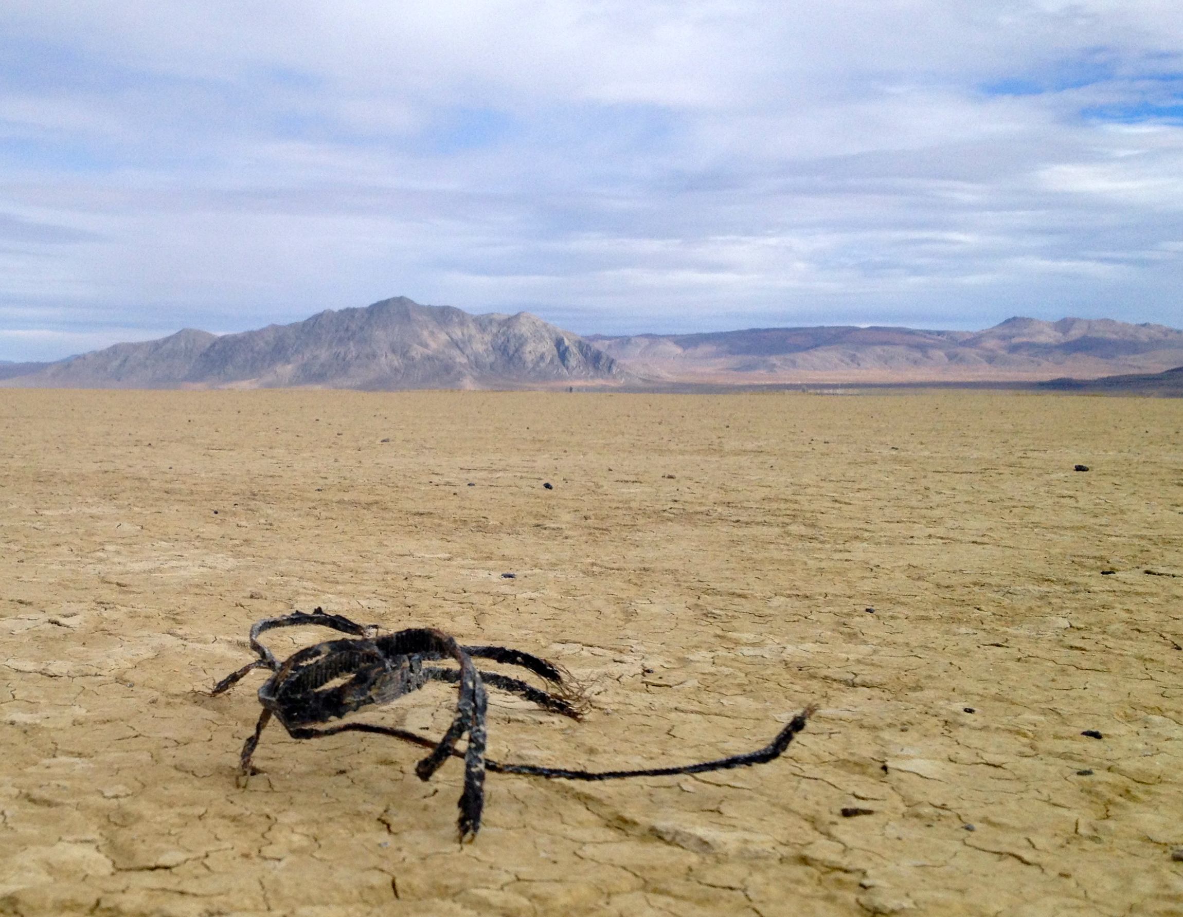 Here we uh, encounter the uh, rarely seen and even less frequently photographed FRAYWIRE ZIPTIE SCORPION of the Black Rock Desert. The DPW have captured a few of these creatures and are trying to train them to eat wood chips. So far the Fraywires are unresponsive but maybe they're frightened or dehydrated.