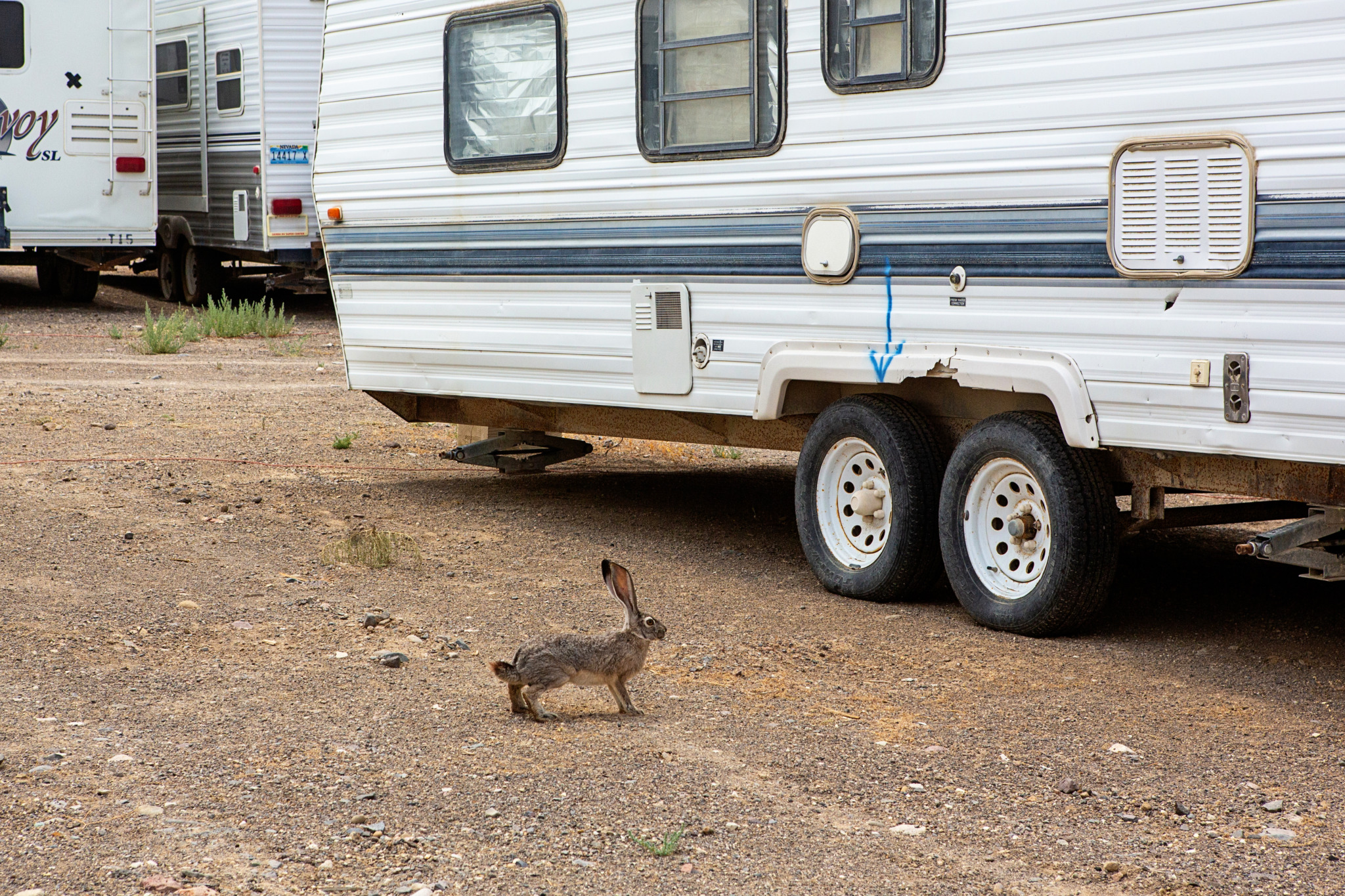 A rabbit near a trailer