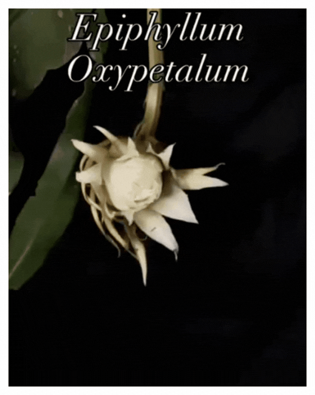 Timelapse of a Queen of the Night Flower; Credit: Jaimee M.